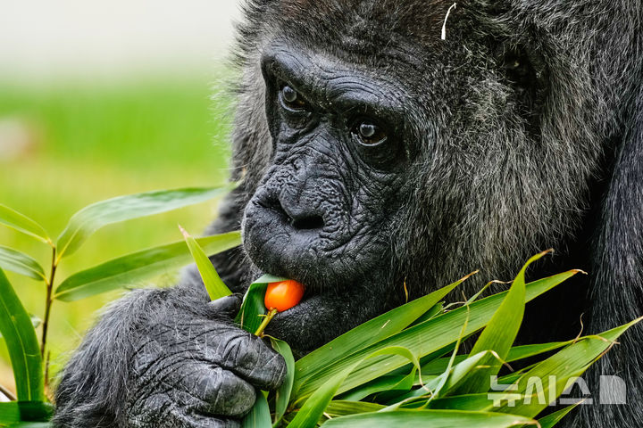 [베를린=AP/뉴시스] 세계 최고령으로 알려진 고릴라 '파투'가 13일(현지 시간) 독일 베를린 동물원에서 69번째 생일을 맞아 채소를 먹고 있다. 2026.04.14.