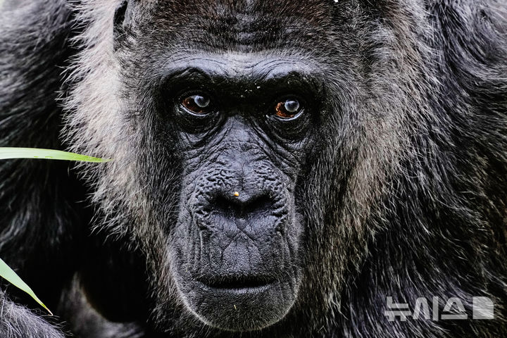 [베를린=AP/뉴시스] 세계 최고령으로 알려진 고릴라 '파투'가 13일(현지 시간) 독일 베를린 동물원에서 휴식하고 있다. 2026.04.14.