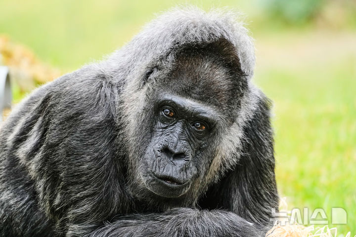[베를린=AP/뉴시스] 세계 최고령으로 알려진 고릴라 '파투'가 13일(현지 시간) 독일 베를린 동물원에서 휴식하고 있다. 2026.04.14.