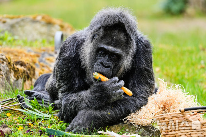 [베를린=AP/뉴시스] 세계 최고령으로 알려진 고릴라 '파투'가 13일(현지 시간) 독일 베를린 동물원에서 69번째 생일을 맞아 채소를 먹고 있다. 2026.04.14.