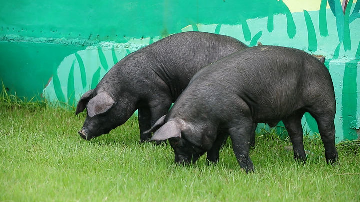[세종=뉴시스]우리흑돈. (사진=농촌진흥청 제공) *재판매 및 DB 금지