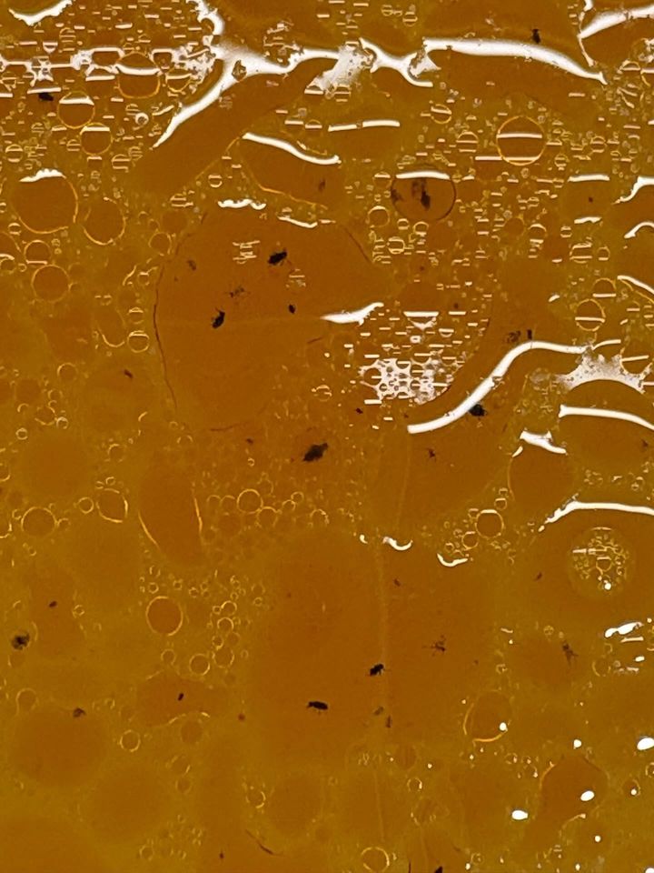 [서울=뉴시스] 지난 12일 소셜미디어(SNS) 스레드에는 샤브샤브를 먹던 중 이물질을 발견한 A씨의 사연이 올라왔다. A씨는 이물질의 정체가 작은 벌레였다고 밝혔다. (사진=스레드 캡처)