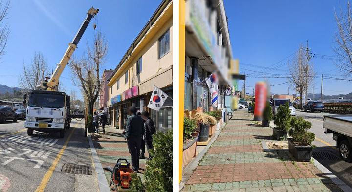 [화순=뉴시스] 전남 화순군이 이달부터 주민 피해 민원에 따라 벌목 작업을 벌이고 있는 춘양면 석정리 일대. 은행나무 가로수 제거 작업 전과 후. (사진=독자 제공) 2026.04.13. photo@newsis.com *재판매 및 DB 금지