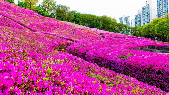 [서울=뉴시스] 군포 산본 신도시 한복판에 자리한 철쭉동산에 꽃이 완연히 핀 모습이다. 군포 철쭉축제는 4월 18일부터 26일까지 9일간 열린다. (사진=군포철쭉축제 홈페이지)