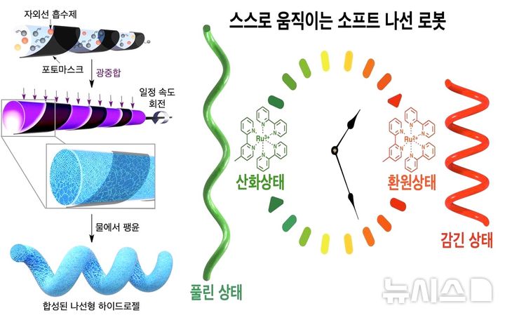 [포항=뉴시스] = 포스텍 신소재공학과 김연수 교수, 정태훈 박사 연구팀이 자연의 나선 구조를 모방해 작은 변형을 큰 움직임으로 증폭하는 생체 모사 소프트 로봇을 개발했다. 사진은 나선형 하이드로겔 합성 공정 모식도(왼쪽)와 자가 진동 나선형 로봇의 자율 구동 원리. (사진=포스텍 제공) 2026.04.13. photo@newsis,.com