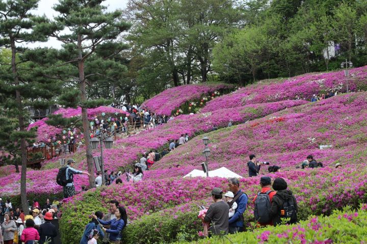 [서울=뉴시스] 군포 철쭉축제가 열린 철쭉동산으로 나들이를 나온 시민들로 북적이고 있는 모습. (사진=군포철쭉축제 홈페이지)