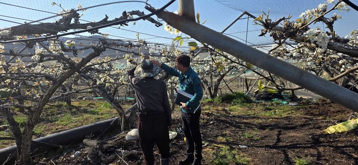 [밀양=뉴시스] 과수화상병 예방을 위해 현장 점검과 예찰 활동을 하고 있다. (사진=밀양시 제공) 2026.04.13. photo@newsis.com *재판매 및 DB 금지