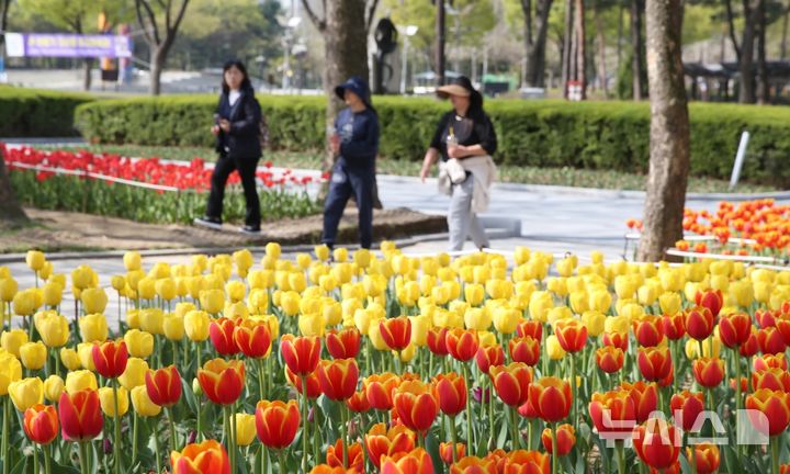 [안양=뉴시스] 평촌 중앙공원에 튤립이 활짝 핀 가운데 그 사이로 시민들이 지나가고 있다. (사진=안양시 제공).2026.04.13.photo@newsis.com