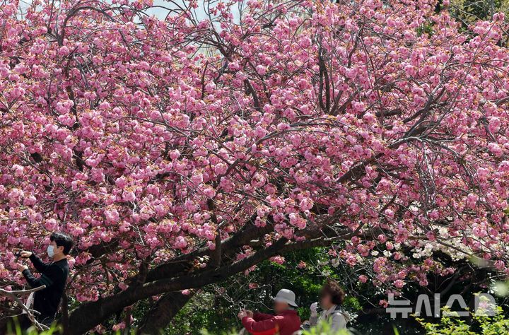  [부산=뉴시스] 하경민 기자 = 포근한 날씨를 보인 13일 부산 중구 민주공원을 찾은 시민과 관광객들이 활짝 핀 겹벚꽃을 배경으로 기념사진을 찍으며 봄 나들이를 즐기고 있다. 2026.04.13. yulnetphoto@newsis.com