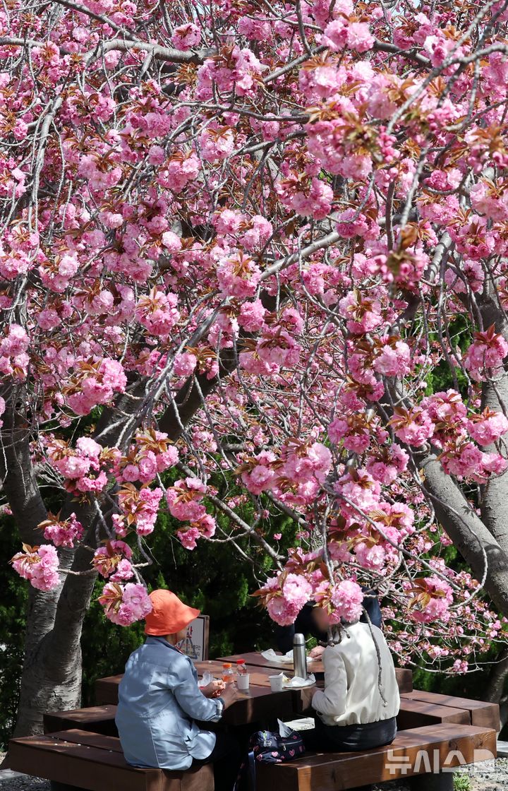  [부산=뉴시스] 하경민 기자 = 포근한 날씨를 보인 13일 부산 중구 민주공원을 찾은 시민과 관광객들이 활짝 핀 겹벚꽃을 배경으로 기념사진을 찍으며 봄 나들이를 즐기고 있다. 2026.04.13. yulnetphoto@newsis.com