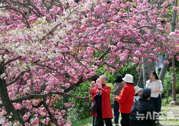  [부산=뉴시스] 하경민 기자 = 포근한 날씨를 보인 13일 부산 중구 민주공원을 찾은 시민과 관광객들이 활짝 핀 겹벚꽃을 배경으로 기념사진을 찍으며 봄 나들이를 즐기고 있다. 2026.04.13. yulnetphoto@newsis.com