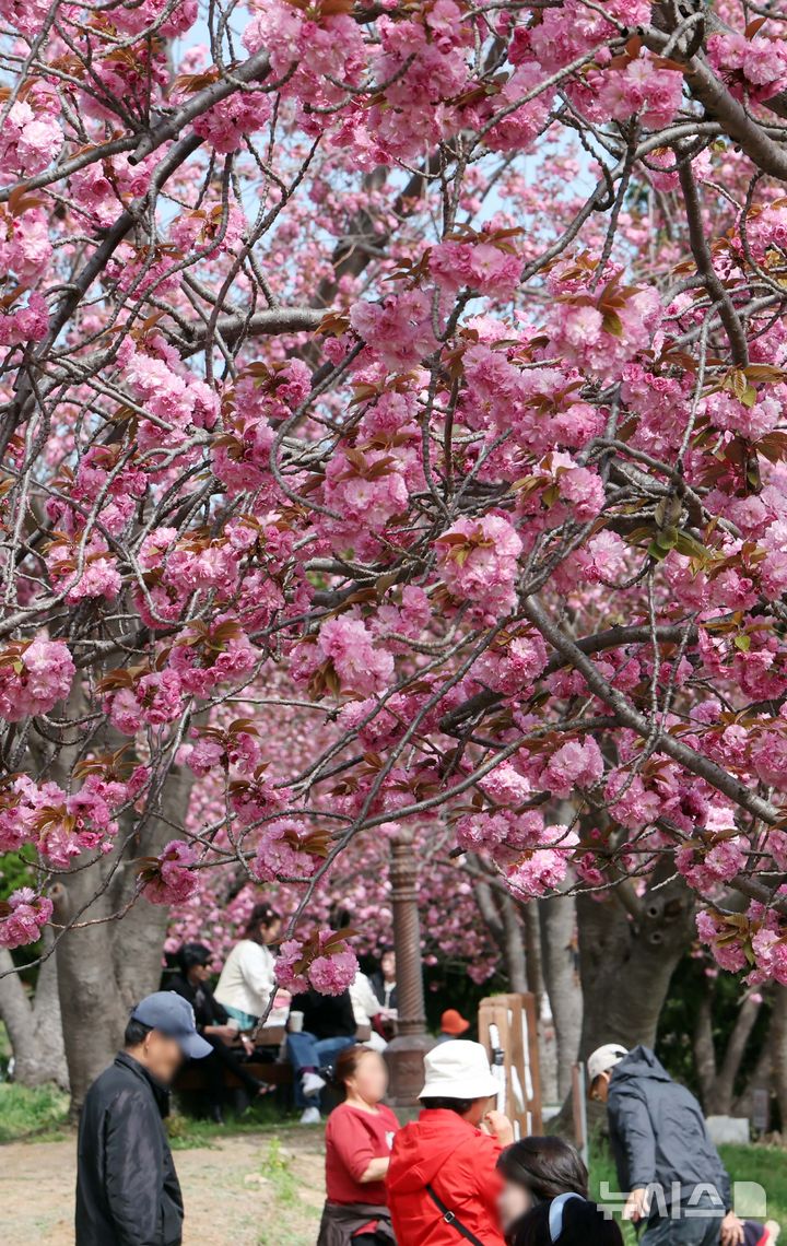  [부산=뉴시스] 하경민 기자 = 포근한 날씨를 보인 13일 부산 중구 민주공원을 찾은 시민과 관광객들이 활짝 핀 겹벚꽃을 배경으로 기념사진을 찍으며 봄 나들이를 즐기고 있다. 2026.04.13. yulnetphoto@newsis.com