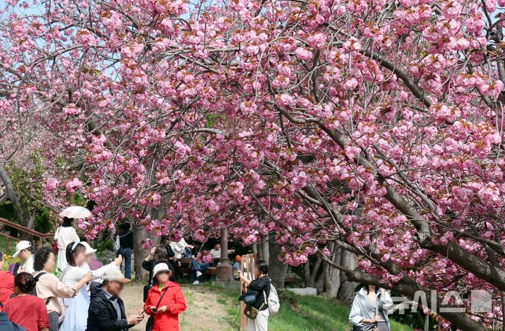  [부산=뉴시스] 하경민 기자 = 포근한 날씨를 보인 13일 부산 중구 민주공원을 찾은 시민과 관광객들이 활짝 핀 겹벚꽃을 배경으로 기념사진을 찍으며 봄 나들이를 즐기고 있다. 2026.04.13. yulnetphoto@newsis.com