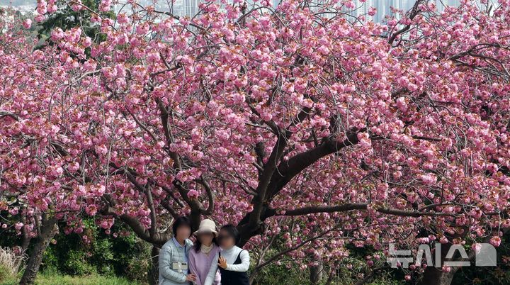  [부산=뉴시스] 하경민 기자 = 포근한 날씨를 보인 13일 부산 중구 민주공원을 찾은 시민과 관광객들이 활짝 핀 겹벚꽃을 배경으로 기념사진을 찍으며 봄 나들이를 즐기고 있다. 2026.04.13. yulnetphoto@newsis.com