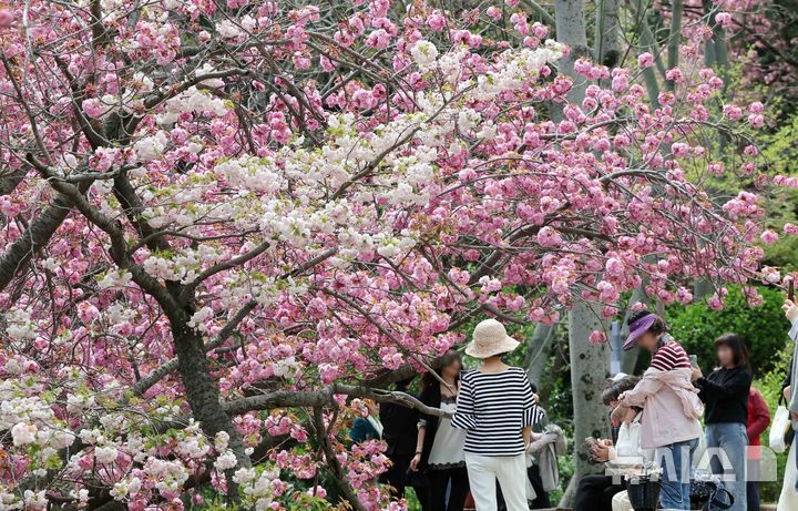  [부산=뉴시스] 하경민 기자 = 포근한 날씨를 보인 13일 부산 중구 민주공원을 찾은 시민과 관광객들이 활짝 핀 겹벚꽃을 배경으로 기념사진을 찍으며 봄 나들이를 즐기고 있다. 2026.04.13. yulnetphoto@newsis.com