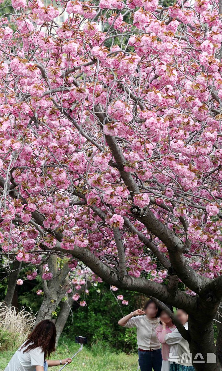  [부산=뉴시스] 하경민 기자 = 포근한 날씨를 보인 13일 부산 중구 민주공원을 찾은 시민과 관광객들이 활짝 핀 겹벚꽃을 배경으로 기념사진을 찍으며 봄 나들이를 즐기고 있다. 2026.04.13. yulnetphoto@newsis.com