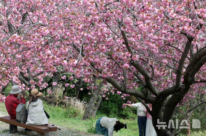  [부산=뉴시스] 하경민 기자 = 포근한 날씨를 보인 13일 부산 중구 민주공원을 찾은 시민과 관광객들이 활짝 핀 겹벚꽃을 배경으로 기념사진을 찍으며 봄 나들이를 즐기고 있다. 2026.04.13. yulnetphoto@newsis.com