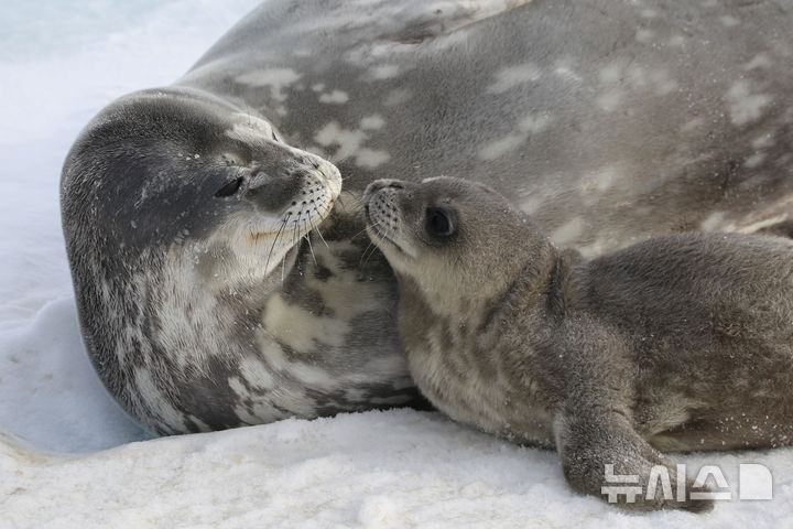 [서울=뉴시스] 웨델물범 어미와 새끼.