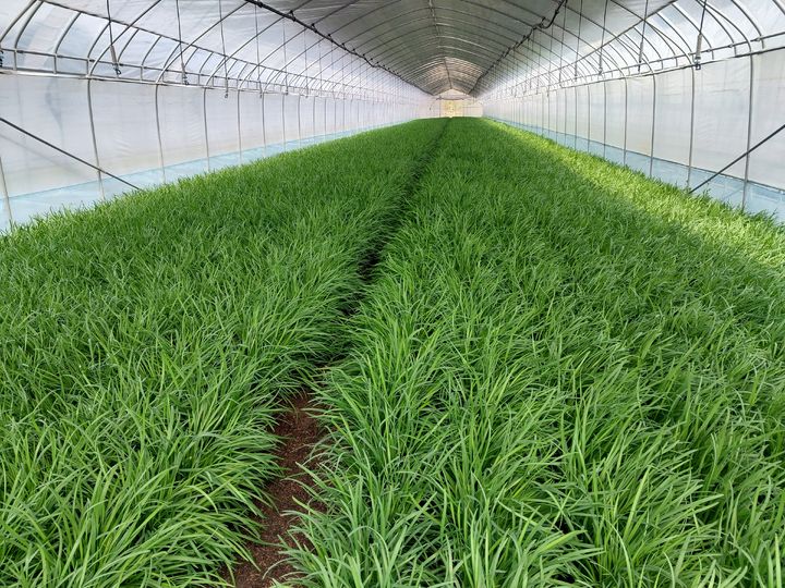 [홍천=뉴시스] 14일 홍천군은 홍천의 대표 농산물인 홍천 부추가 올해 첫 출하됐다고 밝혔다. 홍천군 제공. *재판매 및 DB 금지