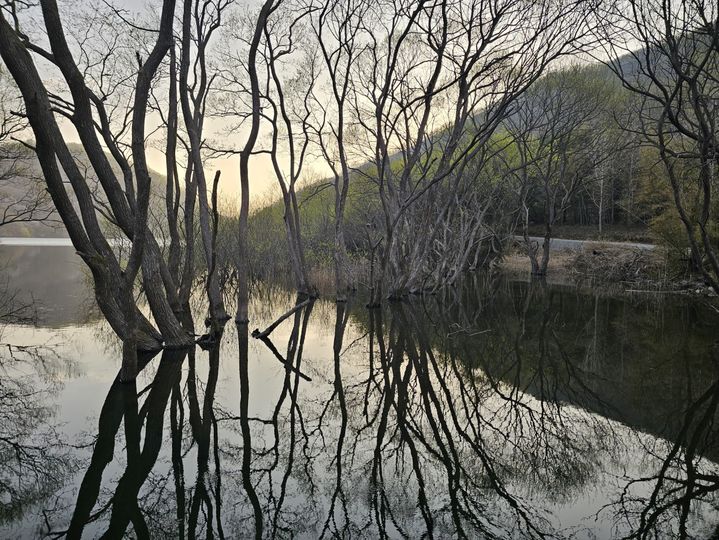 [예산=뉴시스] 김덕진 기자=충남 예산군 광시면 산묵지 외곽에 물에 잠긴 나무가 서 있는 모습. 낮에는 이렇지만 밤에는 음산함을 자아낼 것으로 보인다. 2026.04.14. spark@newsis.com *재판매 및 DB 금지