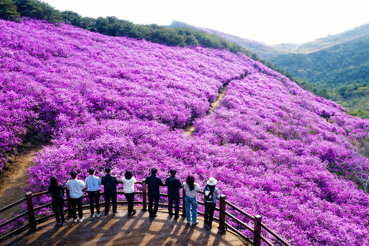 [창녕=뉴시스] 관광객들이 전망대에서 만개한 화왕산 진달래 군락지를 감상하고 있다. (사진= 창녕군 제공) 2026.04.14. photo@newsis.com *재판매 및 DB 금지
