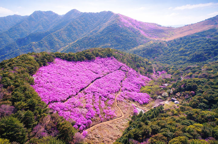 [창녕=뉴시스] 화왕산 진달래 군락지. (사진= 창녕군 제공) 2026.04.14. photo@newsis.com *재판매 및 DB 금지