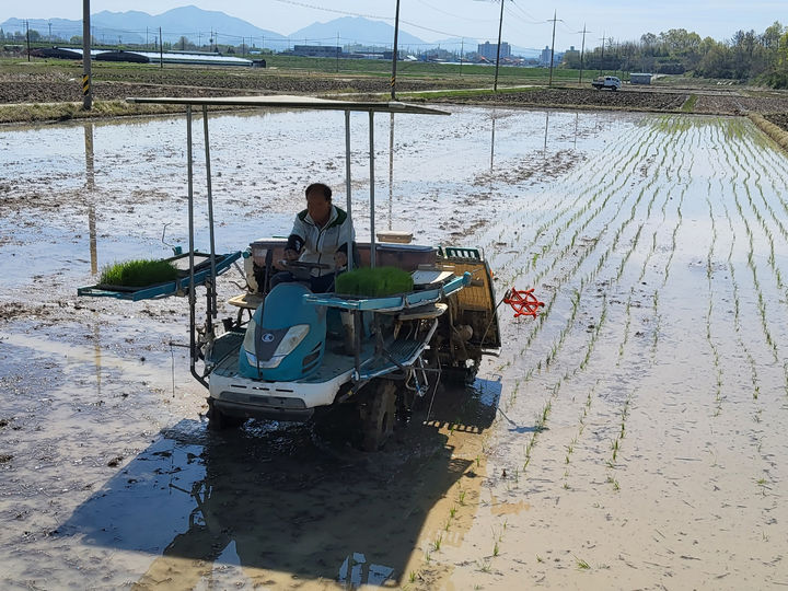 [창녕=뉴시스] 남지읍 마산리 임현섭씨 논에서 첫 모내기가 진행되고 있다. (사진= 창녕군 제공) 2026.04.14. photo@newsis.com *재판매 및 DB 금지