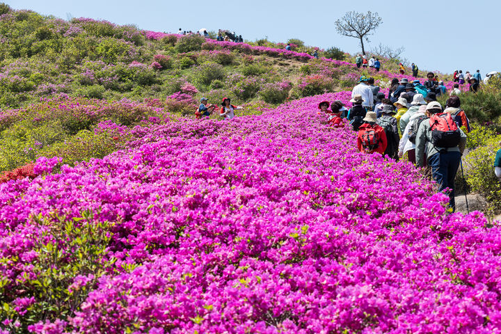 [합천=뉴시스] 제30회 황매산철쭉제 개최 (사진=합천군 제공) 2026. 04. 14. photo@newsis.com *재판매 및 DB 금지