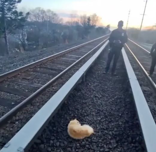 [서울=뉴시스] 미국 뉴욕 린덴허스트역에서 기차에 치인 고양이가 구조됐다. 생명에 지장은 없으나 심각한 부상을 입어 수술이 필요한 상황이다. (사진=페이스북 존 드배커) *재판매 및 DB 금지