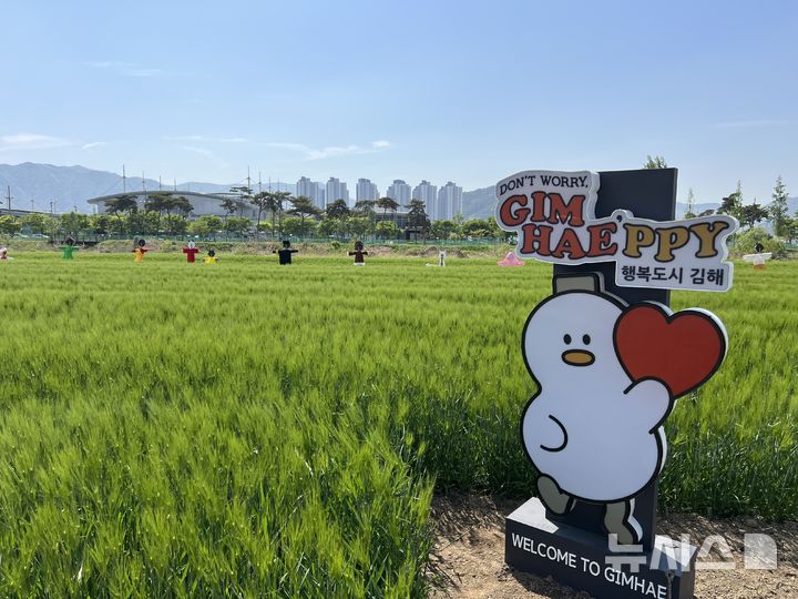 [김해=뉴시스]김해 조만강 청보리밭. (사진=김해시 제공). 2026.04.14. photo@newsis.com
