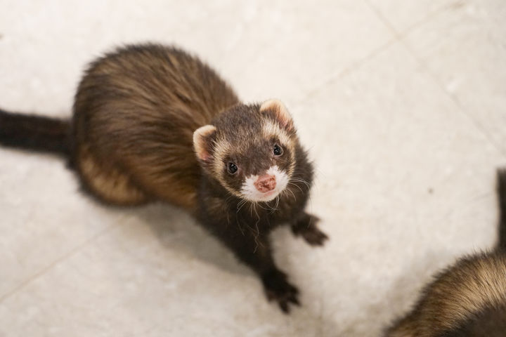 [서울=뉴시스] 네덜란드에서 쥐를 잡기 위해 천적인 페럿이 대안으로 떠올랐다. (사진=유토이미지) 2026.04.14. *재판매 및 DB 금지