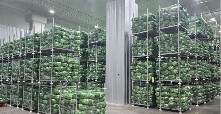 [세종=뉴시스] 민간창고 비축농산물 배추 보관 모습. (사진=한국농수산식품유통공사 제공) *재판매 및 DB 금지