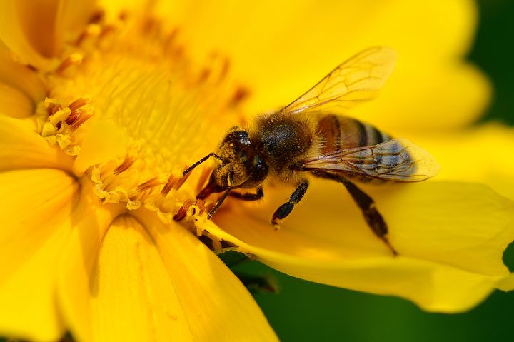 [서울=뉴시스] 프랑스 툴루즈대학교 등 공동 연구팀에 따르면 꿀벌의 머리 크기가 클수록 학습 성과가 높은 것으로 나타났다. (사진=유토이미지)