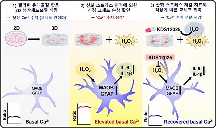 [대전=뉴시스] KIT서 개발한 ARC-3D의 개요도. 3D 성상세포 모델에서 산화 스트레스로 유발되는 칼슘 이상 및 염증 반응과 치료제 완화 효과를 통합적으로 제시한다.(사진=KIT 제공) *재판매 및 DB 금지