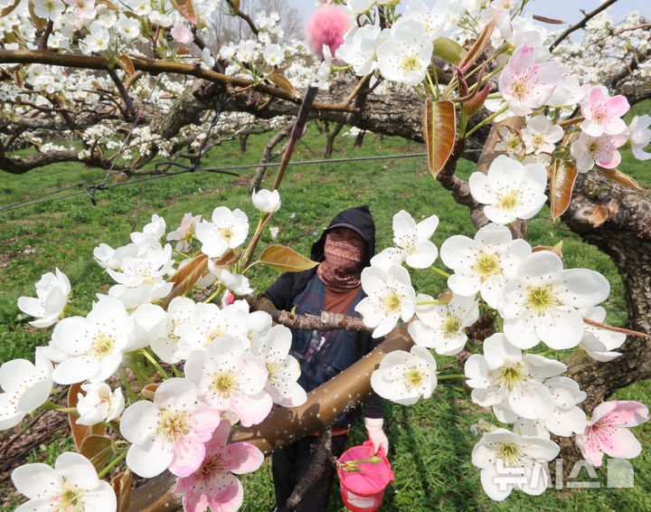 배꽃 인공수분하는 작업자