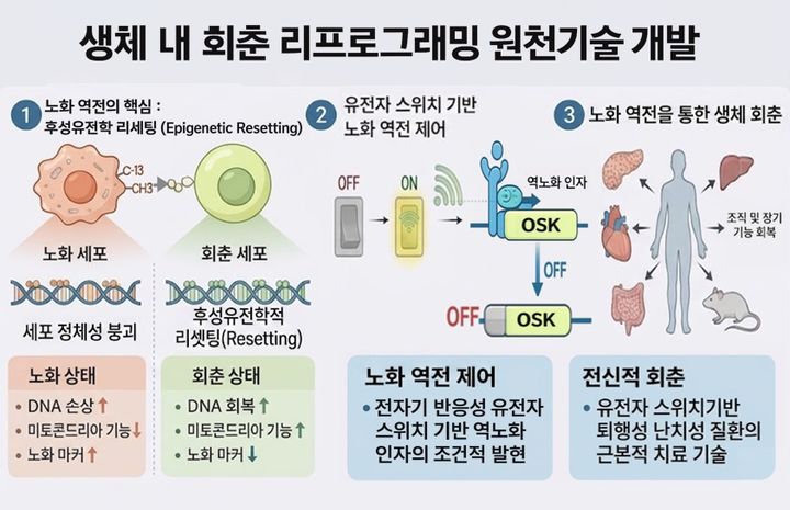 [서울=뉴시스] '생체 내 회춘 리프로그래밍 기술' 연구 모식도. (사진=동국대 제공) 2026.04.15. photo@newsis.com *재판매 및 DB 금지