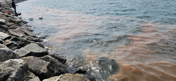 [수원=뉴시스] 안산 시화나래휴게소 인근 해역에 나타난 적조생물 '야광충'. (사진=경기도 제공) 2026.04.15. photo@newsis.com *재판매 및 DB 금지