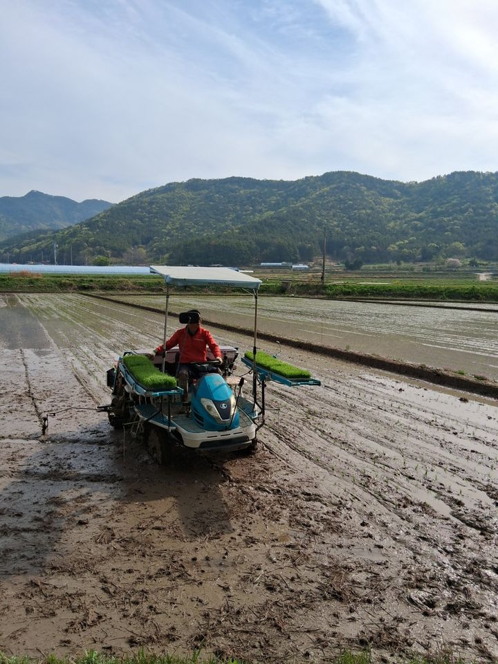 [고성=뉴시스] 지난 12일 삼산면 해명마을 4000평의 논에서 모내기가 실시되고 있는 모습. (사진=고성군 제공) 2026.04.15. photo@newsis.com *재판매 및 DB 금지