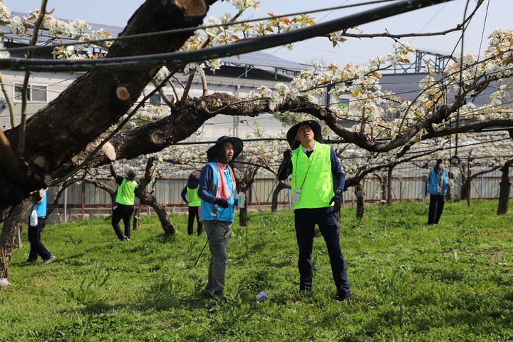 [홍성=뉴시스] 충남세종농협 임직원 및 자원봉사자들이 농가 일손돕기에 참여하고 있다. *재판매 및 DB 금지