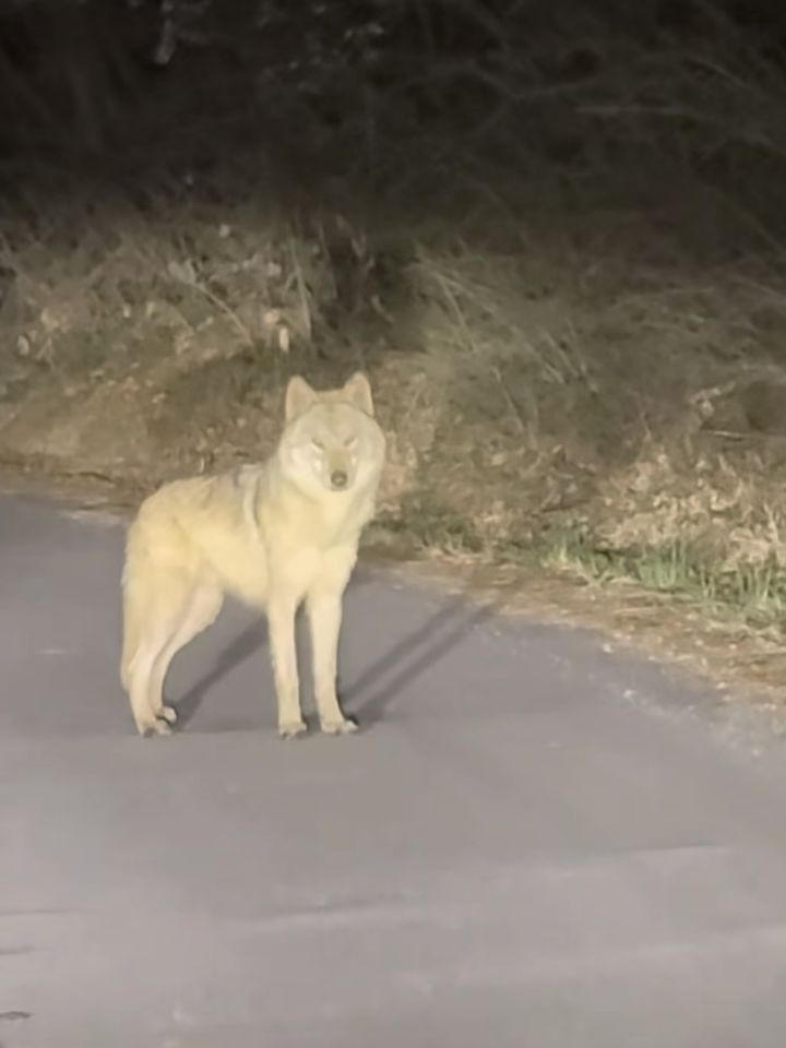 [서울=뉴시스] SNS에 공유된 늑구. (사진=인스타그램 'jun70795' 캡처) 2026.04.15. 