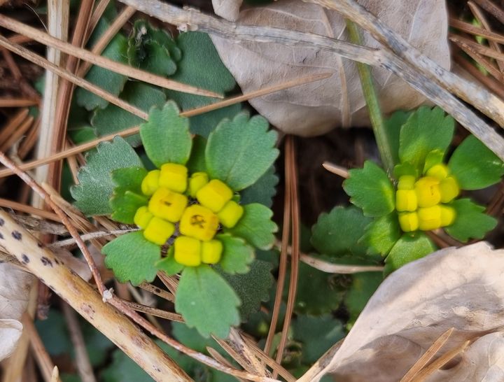 [영주=뉴시스] 흰털괭이눈 (사진=소백산국립공원사무소 제공) 2026.04.15. photo@newsis.com *재판매 및 DB 금지