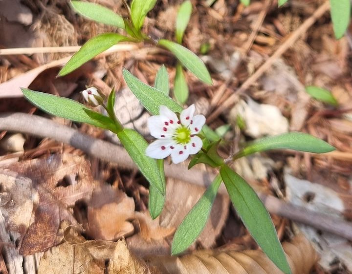 [영주=뉴시스] 개별꽃 (사진=소백산국립공원사무소 제공) 2026.04.15. photo@newsis.com *재판매 및 DB 금지
