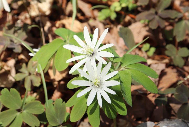 [영주=뉴시스] 꿩의바람꽃 (사진=소백산국립공원사무소 제공) 2026.04.15. photo@newsis.com *재판매 및 DB 금지