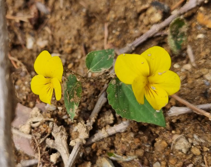 [영주=뉴시스] 노랑제비꽃 (사진=소백산국립공원사무소 제공) 2026.04.15. photo@newsis.com *재판매 및 DB 금지