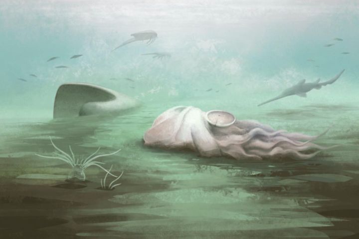 [서울=뉴시스]3억 년 전 생물 ‘폴세피아 마조넨시스(Pohlsepia mazonensis)’의 상상 복원도.(사진출처: AP) 2026.04.15.