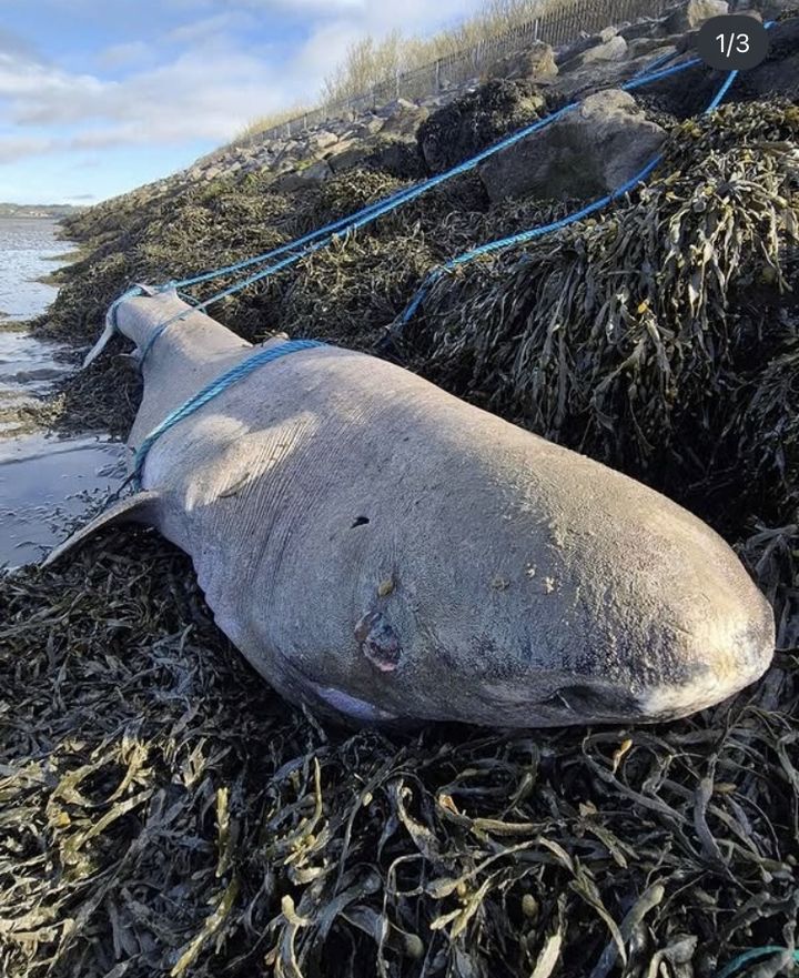 [서울=뉴시스]아일랜드 슬라이고주에서 발견된 그린란드상어의 사체.(사진출처: 인스타그램 @irishwhaleanddolphingroup)