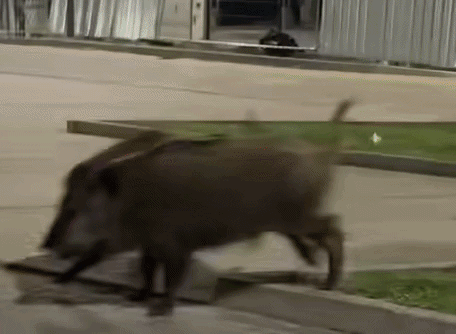 [서울=뉴시스] 최근 폴란드에서 소형 휴머노이드 로봇이 야생 멧돼지 무리를 쫓는 영상이 공개돼 화제다. (사진=에드워드 워초키 페이스북 갈무리) *재판매 및 DB 금지
