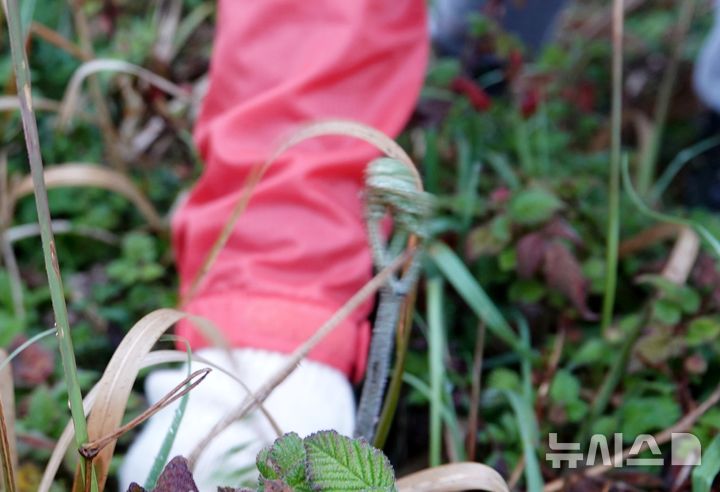 [제주=뉴시스] 오영재 기자 = 15일 오전 제주시 중산간 소재 오름에서 고사리 채취객이 고사리를 꺾고 있다. 2026.04.15. oyj4343@newsis.com 