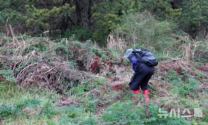[제주=뉴시스] 오영재 기자 = 15일 오전 제주시 중산간 소재 오름에서 고사리 채취객이 고사리를 찾고 있다. 2026.04.15. oyj4343@newsis.com 