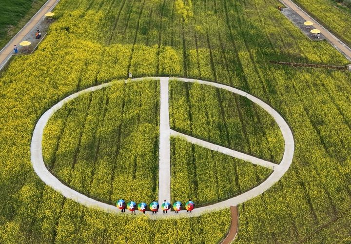 [나주=뉴시스] 전남선거관리위원회가 나주 영산강변 유채꽃밭에 조성한 투표용지 기표 모양 꽃길. (사진 = 전남선관위 제공)., 2026.04.16. photo@newsis.com *재판매 및 DB 금지